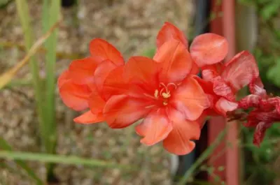 Tritonia laxifolia