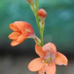 Tritonia laxifolia — photo 2
