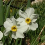 Narcissus medioluteus x