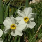 Narcissus medioluteus x