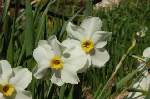 Narcissus medioluteus x