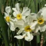 Narcissus medioluteus x — Narcissus