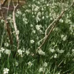 Narcissus medioluteus x — daffodil