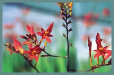 Crocosmia paniculata