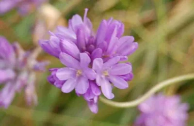 Dichelostemma congestum