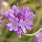 Dichelostemma congestum
