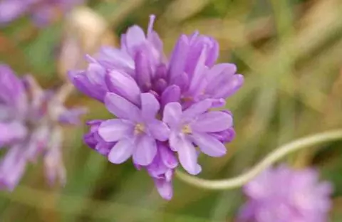Dichelostemma congestum