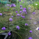 Dichelostemma congestum — Brodiaea