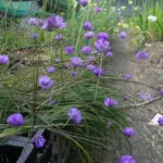 Dichelostemma congestum — Brodiaea