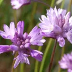 Dichelostemma congestum — Dichelostemma