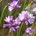 Dichelostemma congestum — congestum