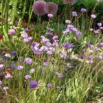 Dichelostemma congestum — Brevoortia