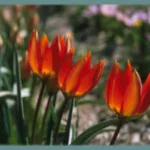Tulipa orphanidea