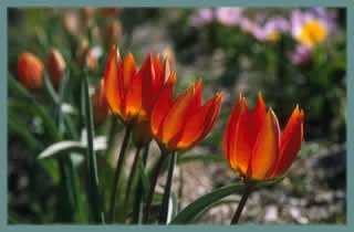 Tulipa orphanidea