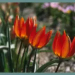 Tulipa orphanidea