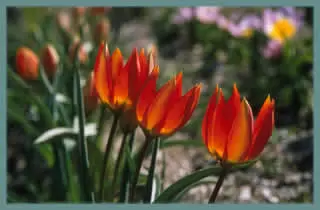 Tulipa orphanidea