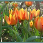 Tulipa orphanidea — Tulipa