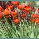 Tulipa orphanidea — orphanidea