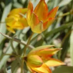 Tulipa orphanidea — tulipe