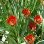 Tulipa orphanidea — photo 5