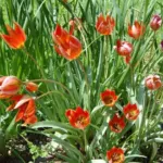Tulipa orphanidea — photo 6
