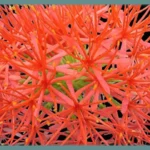 Scadoxus multiflorus ssp multiflorus