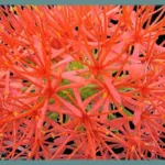 Scadoxus multiflorus ssp multiflorus