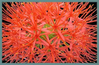 Scadoxus multiflorus ssp multiflorus