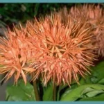 Scadoxus multiflorus ssp multiflorus — Haemanthus