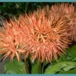 Scadoxus multiflorus ssp multiflorus — Haemanthus