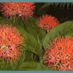 Scadoxus multiflorus ssp multiflorus — katherinae
