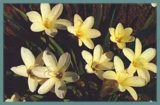 Sparaxis bulbifera Crème