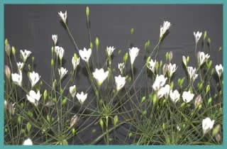 Triteleia peduncularis