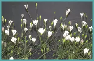 Triteleia peduncularis