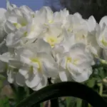 Narcissus tazetta Earlicheer