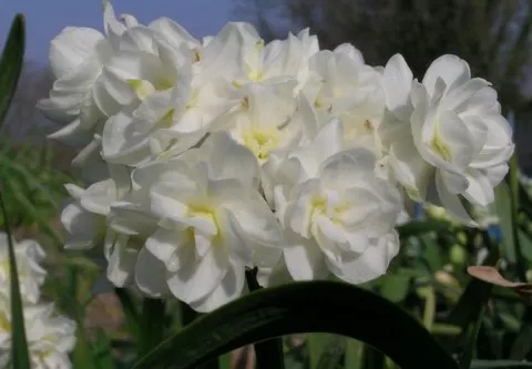 Narcissus tazetta Earlicheer