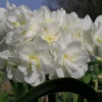 Narcissus tazetta Earlicheer
