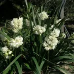 Narcissus tazetta Earlicheer — Narcissus