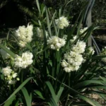 Narcissus tazetta Earlicheer — photo 2