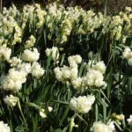 Narcissus tazetta Earlicheer — tazetta
