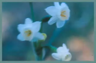Narcissus dubius
