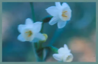 Narcissus dubius