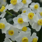Narcissus tazetta Avalanche