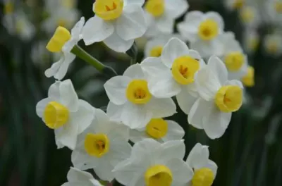 Narcissus tazetta Avalanche