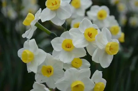 Narcissus tazetta Avalanche