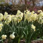 Narcissus tazetta Avalanche — Narcissus
