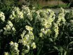 Narcissus tazetta Avalanche — tazetta