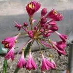 Calostemma purpurea