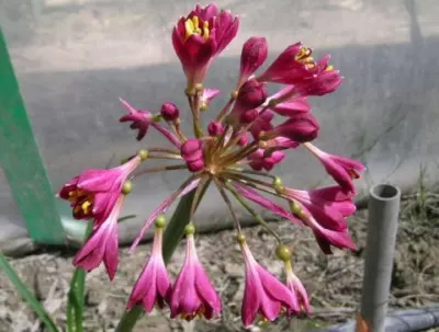 Calostemma purpurea