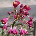 Calostemma purpurea